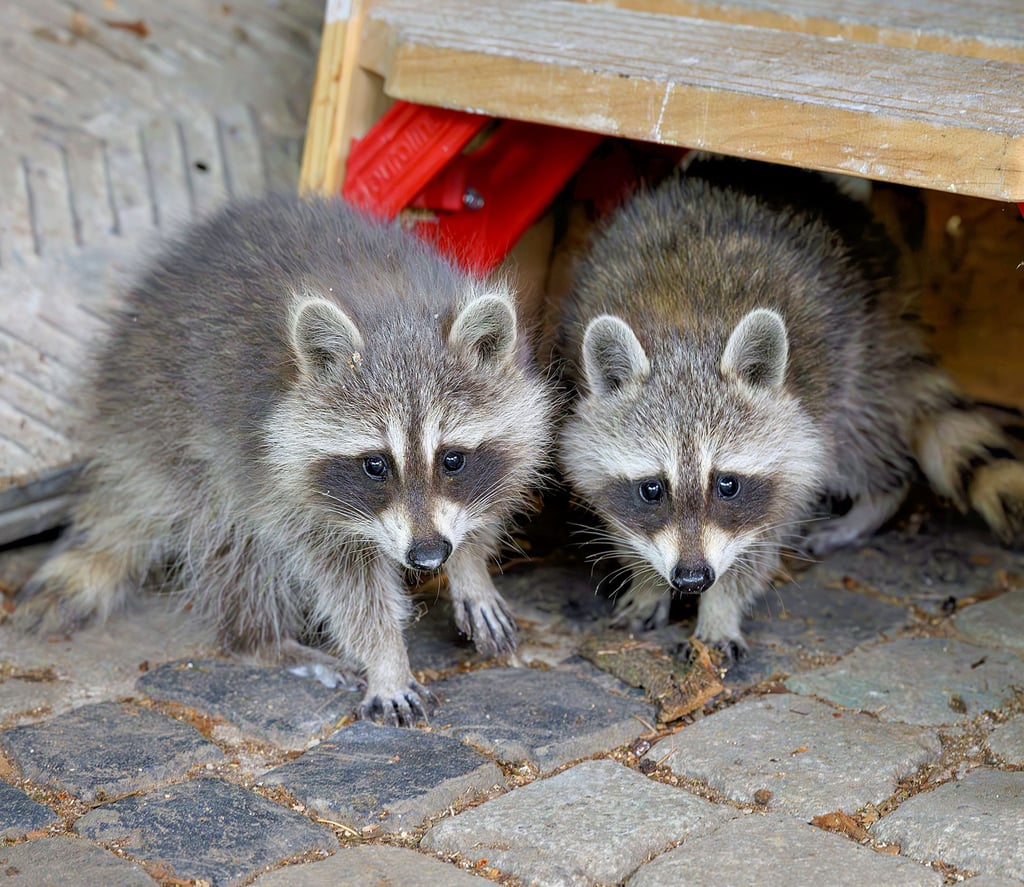 Für Waschbären ist es attraktiv, die Nähe zum Menschen zu suchen, weil sie so leicht an viel Nahrung gelangen - beispielsweise in den Mülltonnen. Auch in Schönebeck wurden kürzlich wieder mehrere der Tiere gesichtet.