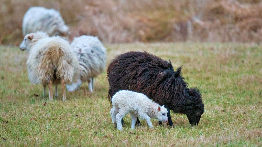 Tiere im Gleisbett sorgen immer wieder für Zugausfälle und Verspätungen. Vielleicht auch die Schafherde an der Wallwitzburg? Ob sie für die Sperrung am 17. Juni verantwortlich war, lässt sich nicht nachweisen.