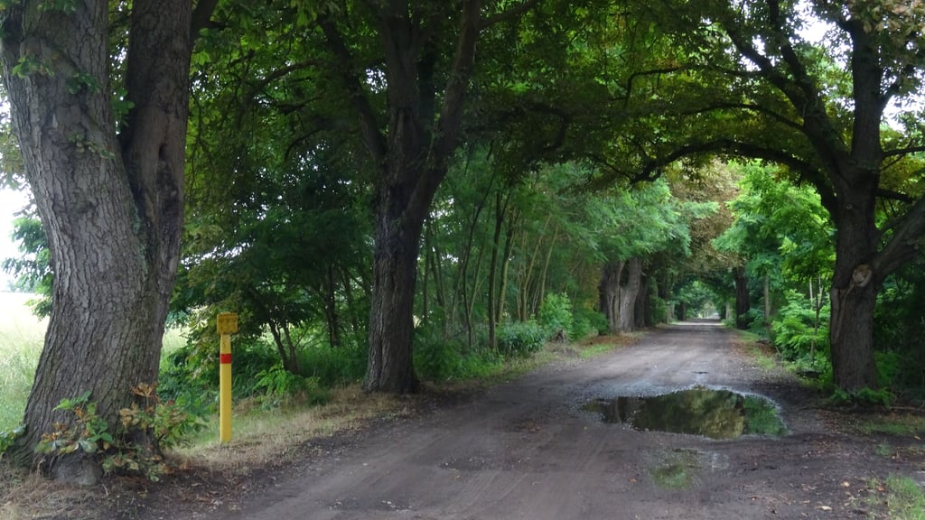 Anwohner der Stadtrandsiedlung Osterburg (Altmark) sorgen sich um ihre alte Kastanienallee. Wird sie wie damals für die Erweiterung des angrenzenden Windparks wieder zur Baustraße, nun für die A14?