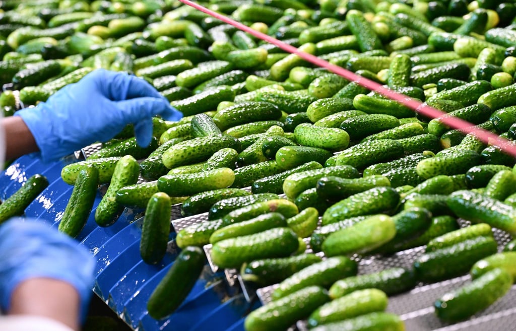 In der Hengstenberg-Produktion werden Einlegegurken verarbeitet.