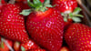 Freiberger Wissenschaftler erforschen den Geschmack der Erdbeere. (Symbolbild)