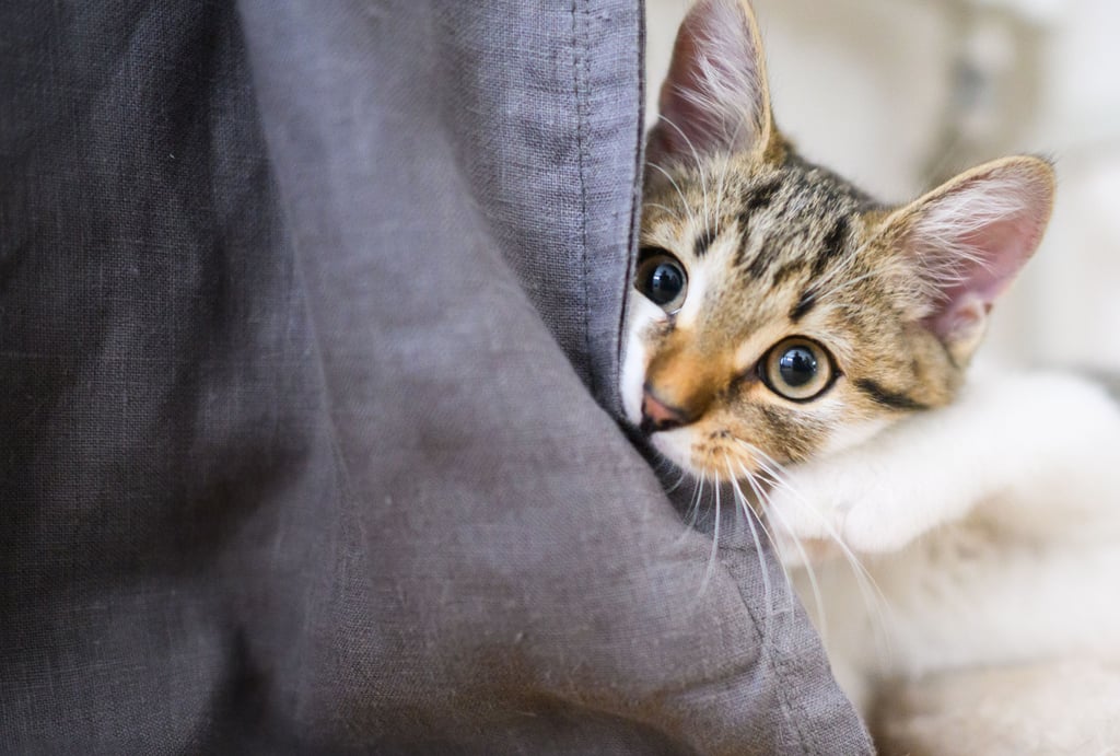 Feuerwehrleute retten in Ostsachsen eine eingeklemmte Katze (Foto: Illustration).