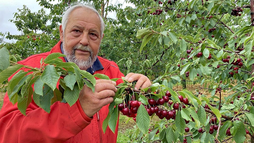 Seit Jahrzehnten ist der Wernigeröder Ernst Kortegast Obstbauer. Wie schätzt er die diesjährige Ernte ein?