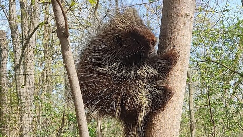 Die Baumstachler sitzen meist in den den Bäumen, jetzt fehlt einer im Tierpark Bierer Berg im Salzlandkreis.