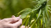 Seit 1. Juli dürfen in Deutschland Cannabis-Anbauvereine zugelassen werden. (Symbolbild)