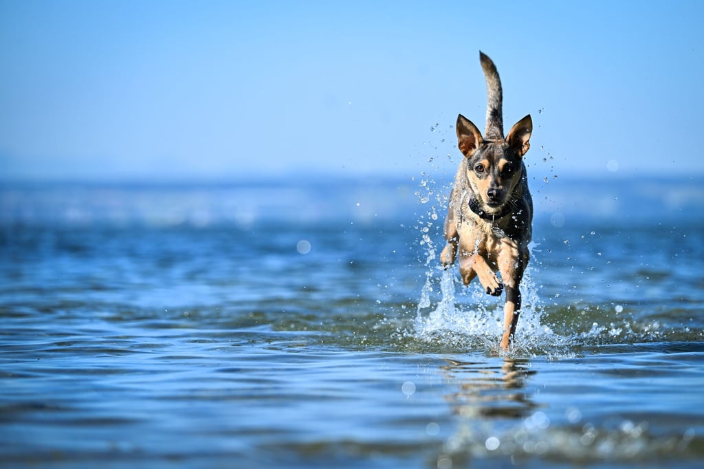Die Bedürfnissen und Gewohnheiten des Hundes sollten bei der Wahl eines passenden Urlaubsortes berücksichtigt werden.