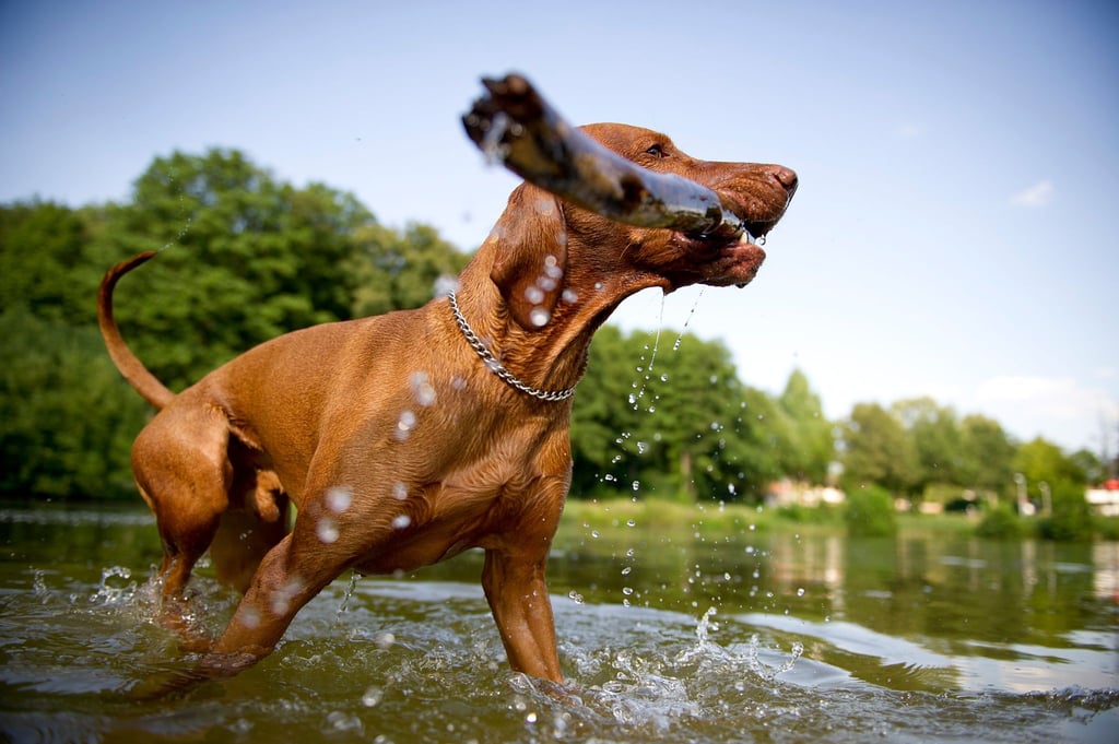 Bietet man dem Hund beim Apportieren ein Stückchen Futter oder eine andere Belohnung als Tausch an, wird er einem das Stöckchen gerne überlassen.