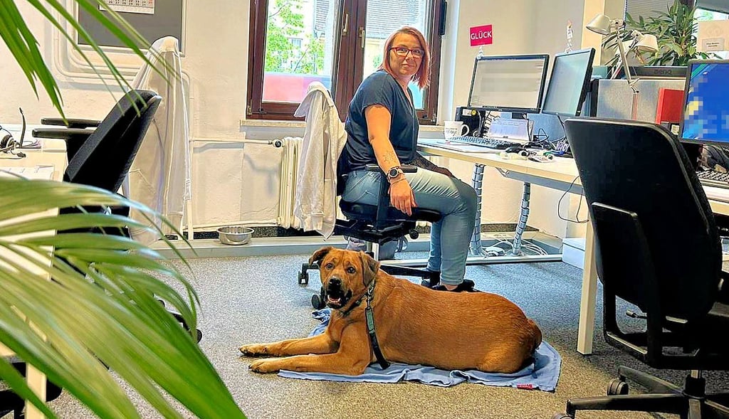 Ares begleitet Frauchen Mandy regelmäßig mit ins Büro. Dabei liegt er entspannt auf seiner Decke und begeistert mit seiner ruhigen Art das ganze Büro.