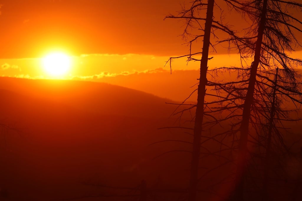 Erstmals seit Jahren gehen die Kahlflächen im Harz zurück (Archivbild).