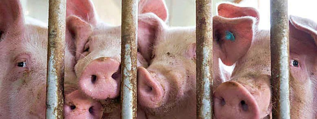Schweinezucht muss kontrolliert werden.