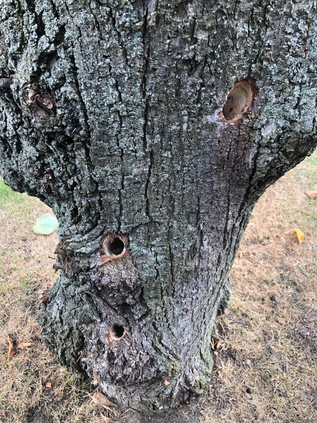 Über diese Löcher ist wahrscheinlich die giftige Substanz in den Baum gelangt.