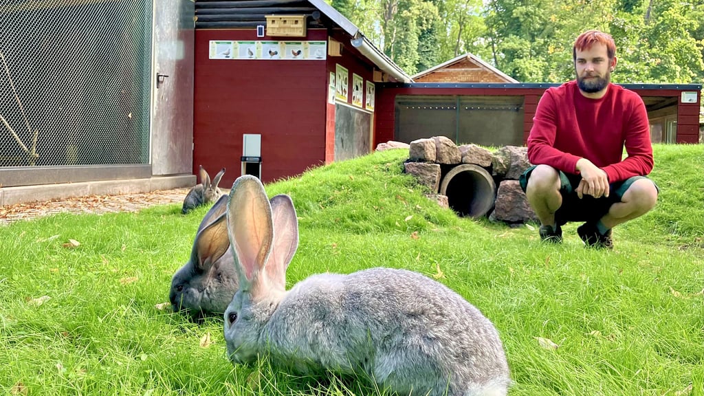 Neun Riesenkaninchen hat sich der Köthener Tierpark als Neuzugänge geholt. Bis zur 140-Jahr-Feier sollen sich die bis zu zehn Kilogramm schwer werdenden Tiere mit ihren Nachbarn vertraut machen und im neuen Domizil einleben.
