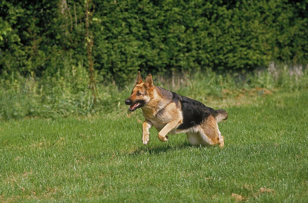 In Coswig im Landkreis Wittenberg ist eine 28 Jahre alte Frau von einem Schäferhund-Mischling gebissen worden.