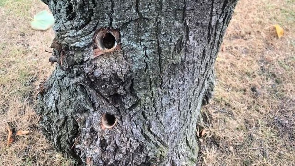 Über diese Löcher ist wahrscheinlich die giftige Substanz in den Baum gelangt.