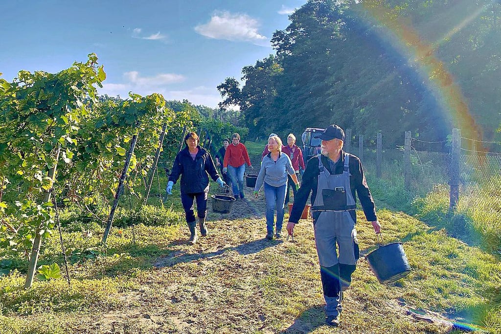 Bei der Weinlese im Herbst 2023 gab es sogar einen Regenbogen. Viele freiwillige Helfer haben Frank und Ingo Hanke vor Ort unterstützt.