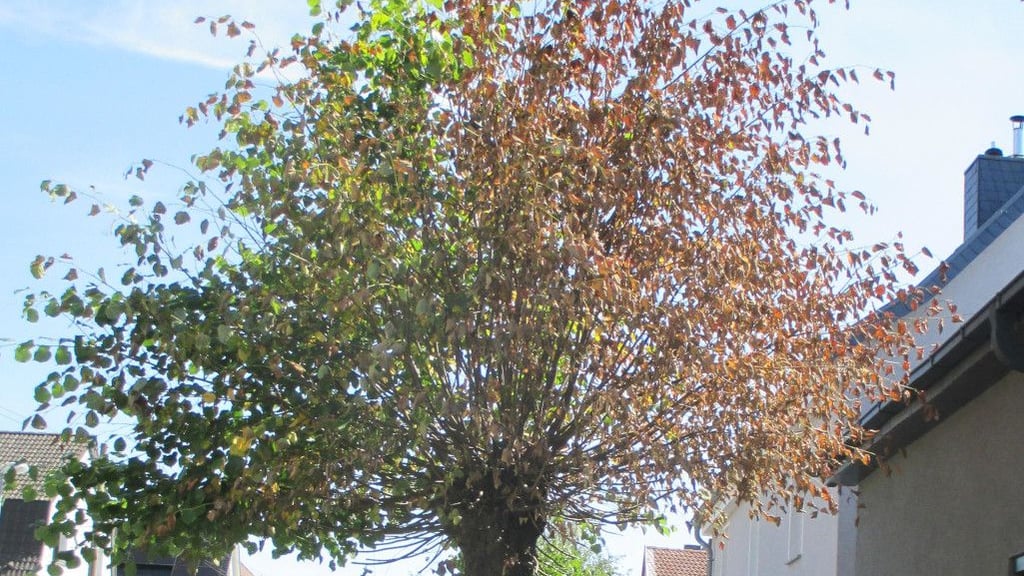 Dieser Baum in Meitzendorf ist offenbar mit Absicht vergiftet worden.