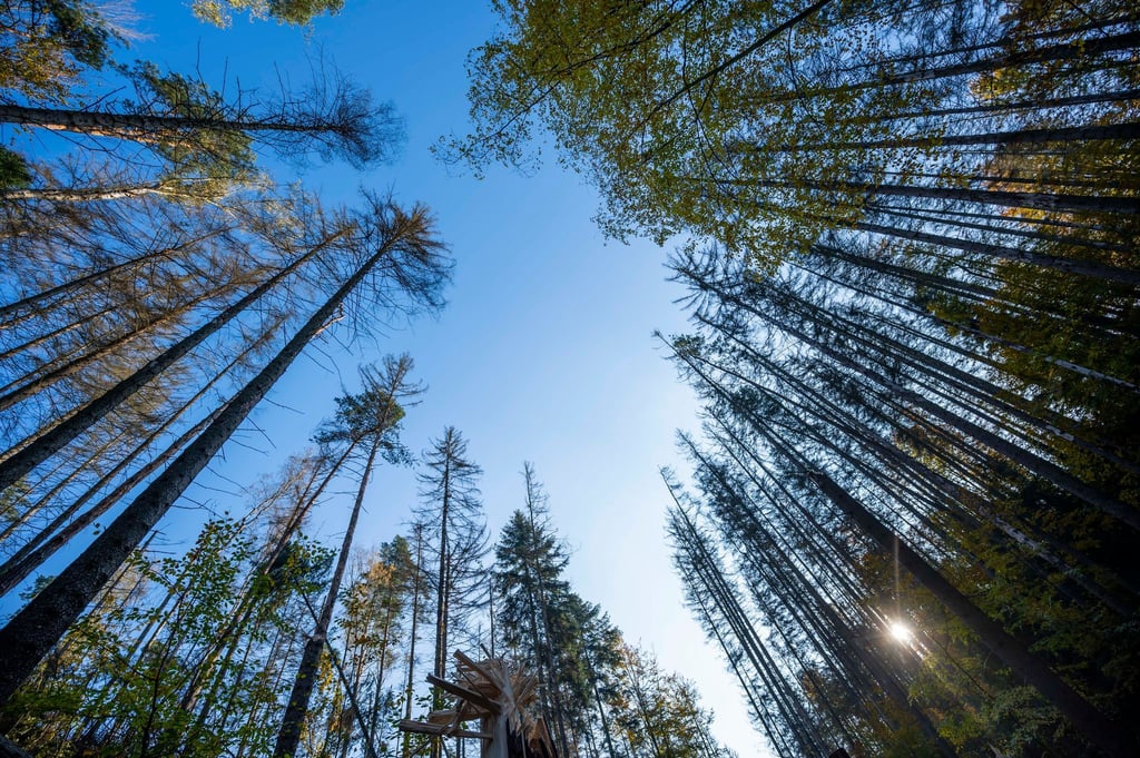 Die Gefahr von Waldbränden hat in Sachsen zugenommen.