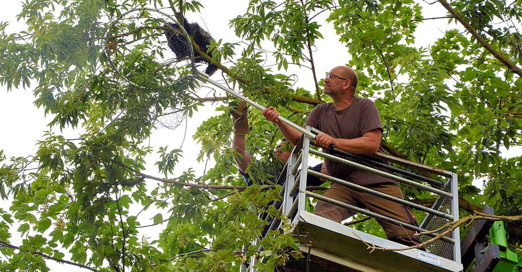 Der Leiter des Tierparks Bierer Berg, Matthias Willberg, fängt Baumstachler-Dame „Karin“. Das Tier war am Wochenende aus seinem Gehege auf dem Bierer Berg entflohen. Das Tier hatte es sich auf einem Baum in Biere gemütlich gemacht. 