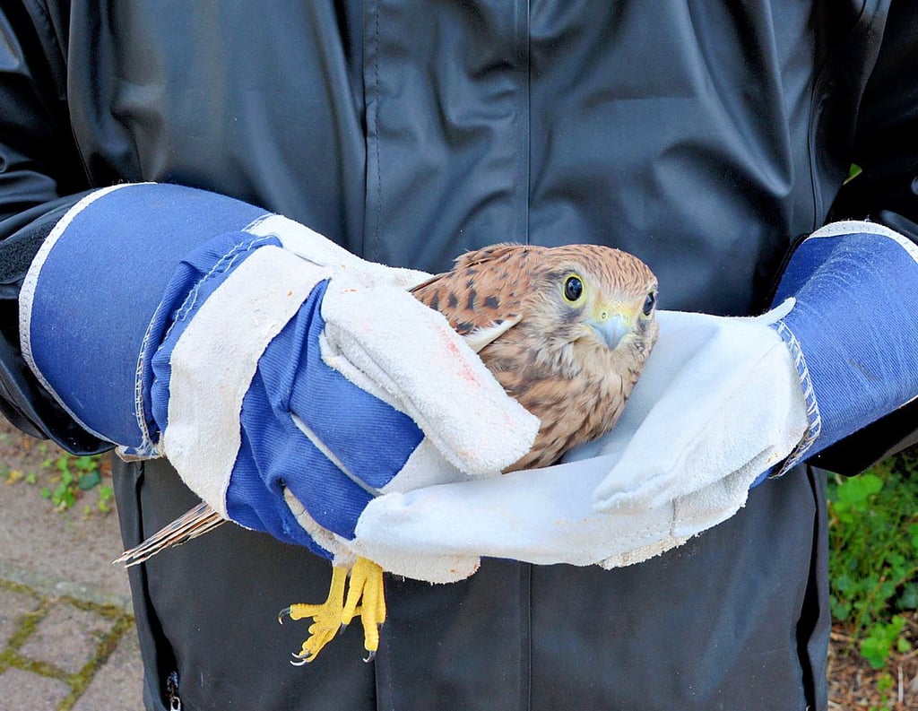 Ein etwa zwei Monate alter Turmfalke wurde in einem Klötzer Hochbeet im Garten an der Straße der Freundschaft gefunden.
