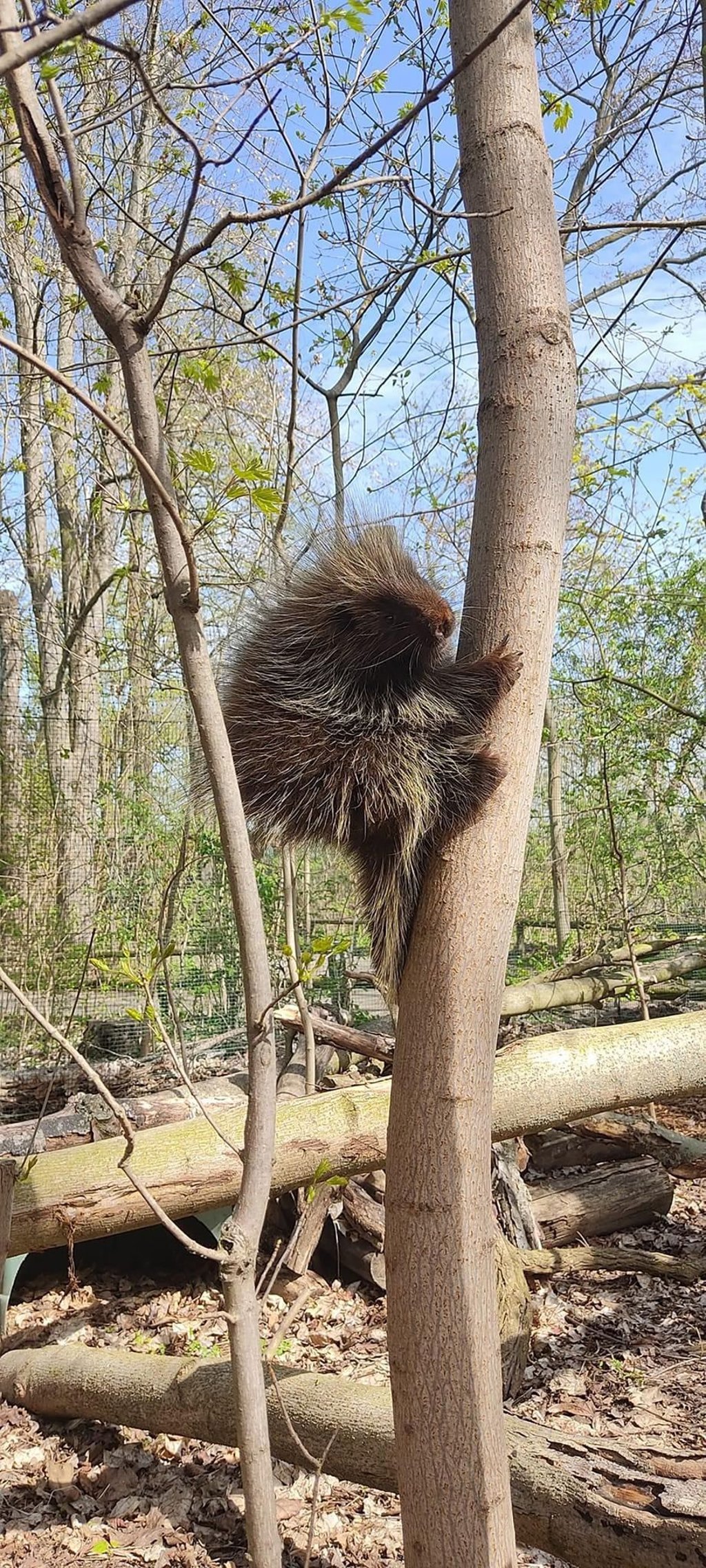 Kurzzeitig war Baumstachlerin Karin verschwunden. Nun ist das Tier aus dem Tierpark Bierer Berg gefunden worden.