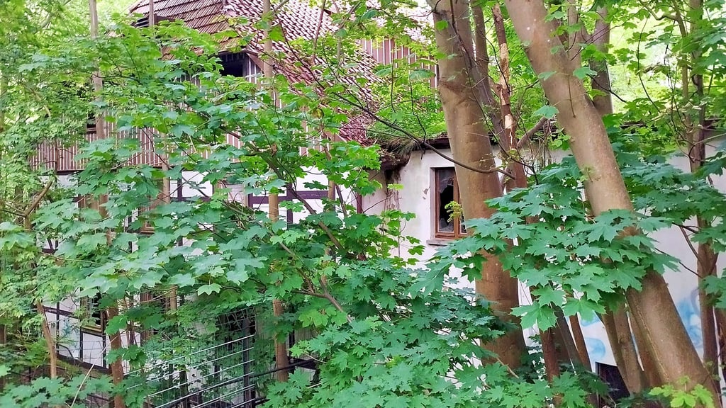 Früher ein beliebtes Ausflugslokal, heute ein zugewucherter Lost Place umgeben von Wohnhäusern und Pensionen: Seit Jahrzehnten ist die Storchmühle in Wernigerode dem Verfall preisgegeben.