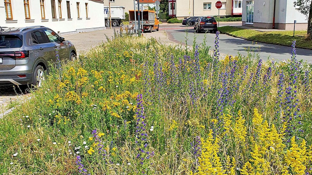 In der Zerbster Klappgasse hatte sich eine artenreiche Wildwiese entwickelt. Doch das Areal wurde raspelkurz gemäht – Blütenpracht und Insekten sind verschwunden.