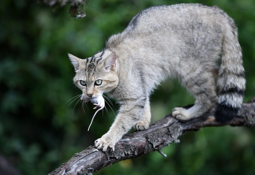 Geschätzt bis zu 2000 Wildkatzen leben in Thüringens Wäldern. (Archivbild)