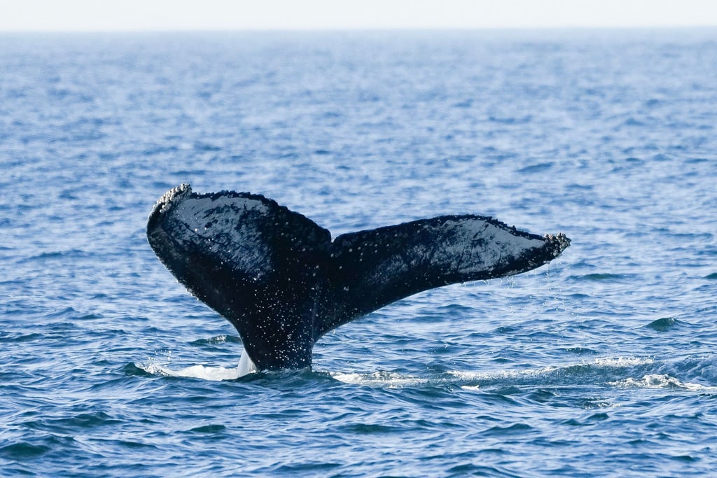 Ein in der Nordsee selten vorkommender Buckelwal ist kürzlich vor der ostfriesischen Insel Baltrum gesichtet worden. (Symbolbild)