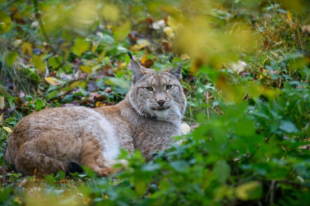 Sachsen: Ein weiteres Luchsmännchen ist im Erzgebirge ausgewildert worden. Symbolbild.