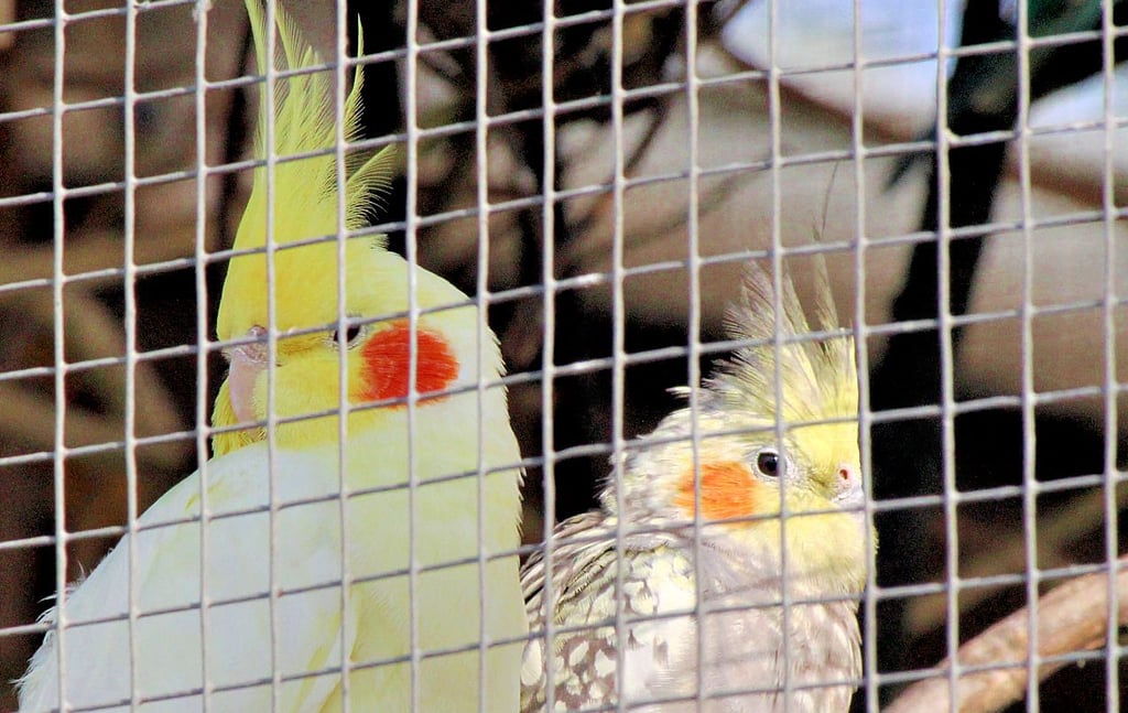 Vögel sind die größte Gruppe im Tiergehege auf dem Wartenberg.