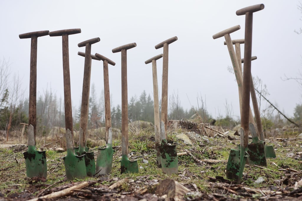 Seit 2008 sind rund sieben Millionen Laubbäume im Nationalpark Harz gepflanzt worden. (Archivbild)