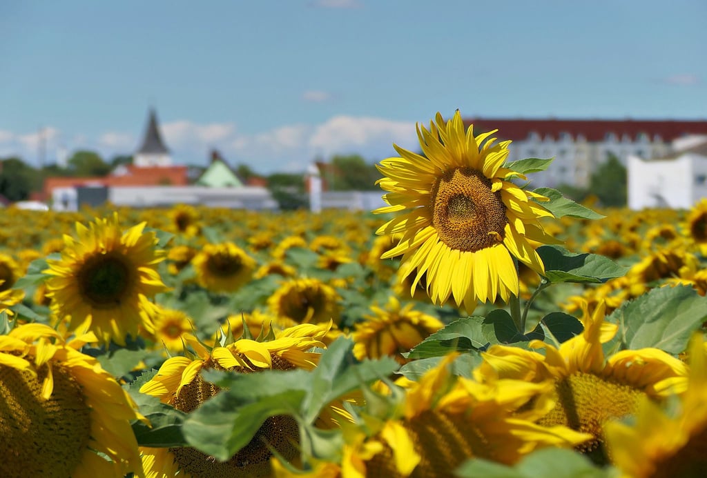 Wächst auf dem Feld an der Breiten Straße statt Sonnenblumen bald ein neues Einkaufszentrum?