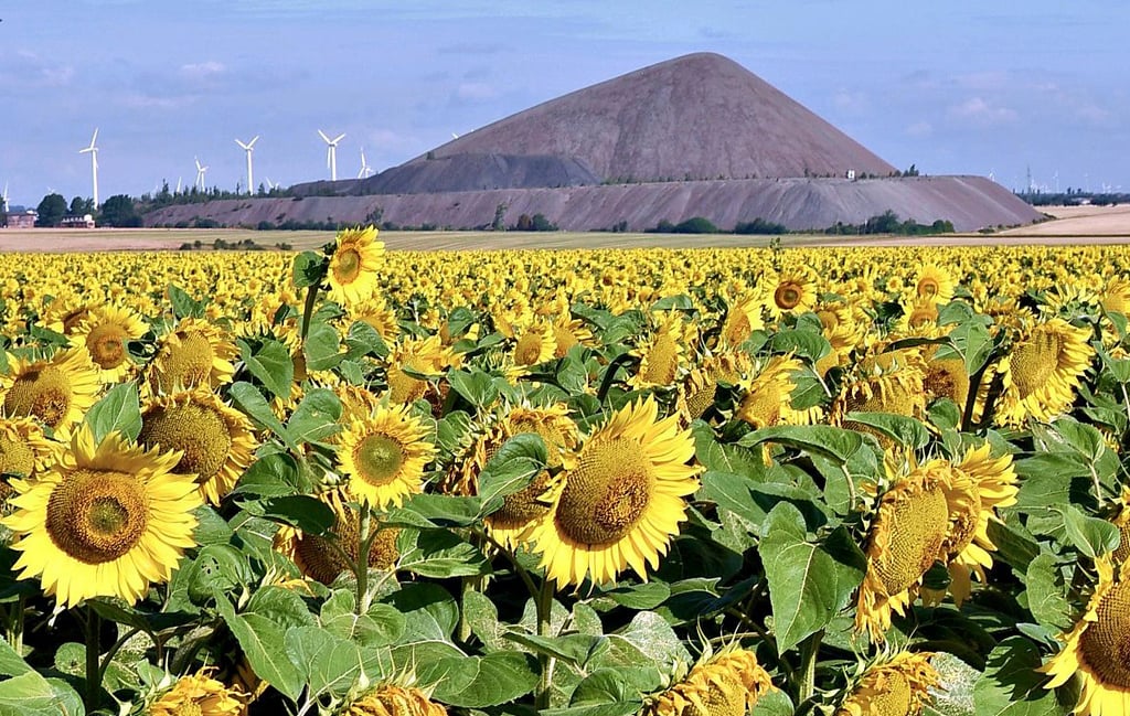 Eine der Pyramiden – die Halde des Thälmann-Schachtes bei Polleben