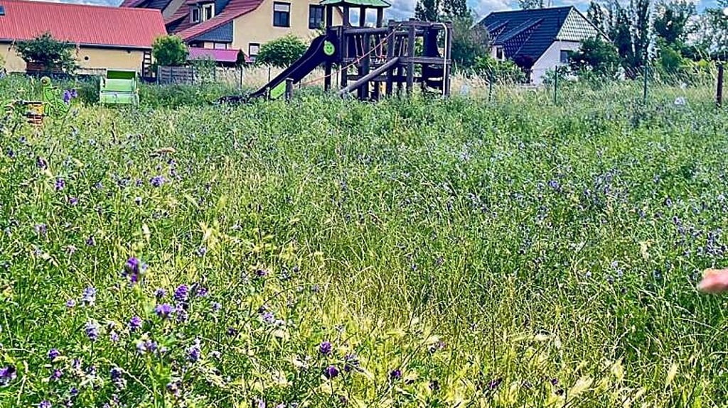 Der Wildwuchs auf den Spielplätzen steht hoch.
