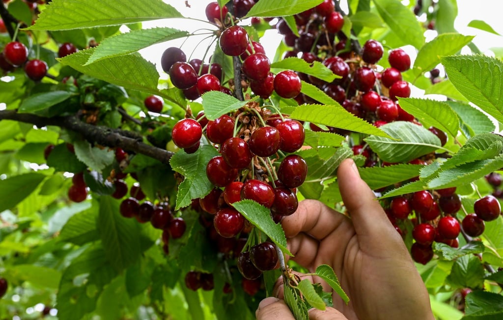 In diesem Jahr fällt vielerorts wegen Frostschäden an Obstbäumen die Ernte von Kirschen und andern Früchten aus. (Archivbild)