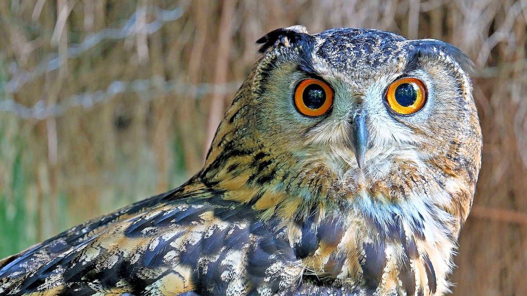 Uhu-Männchen Clyde ist neu im Ascherslebener Zoo. Hier hat er seine Bonnie gefunden.