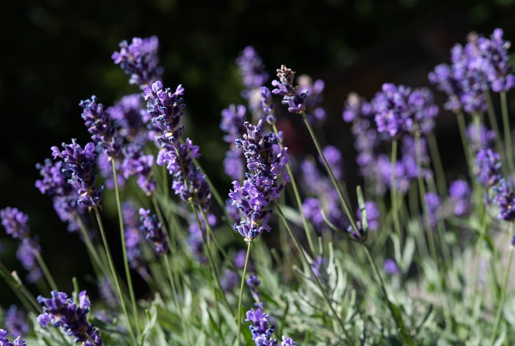 Lavendel (Lavendula) mag einen sonnigen Standort und gedeiht auch gut auf sandigen Böden.
