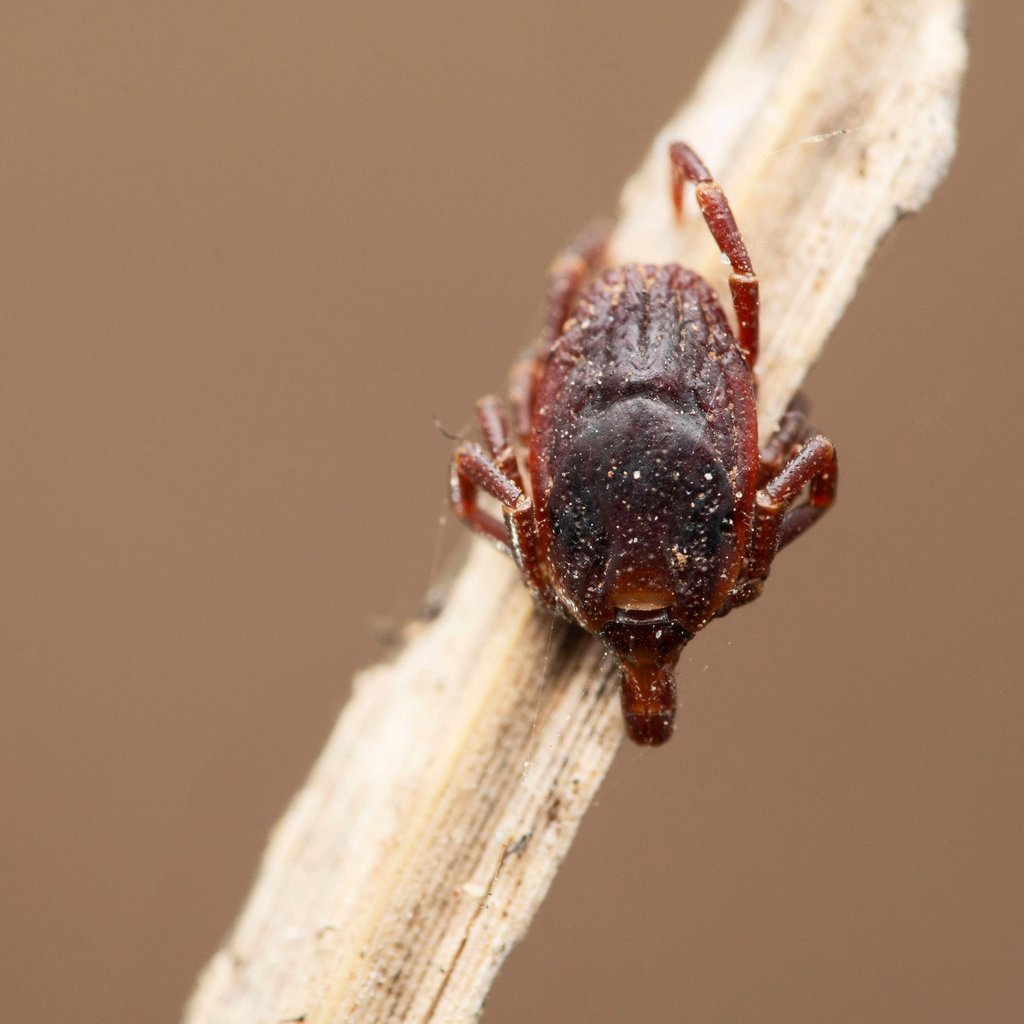Die Zecke Hyalomma marginatum ist deutlich größer als die hierzulande üblicherweise vorkommende Zeckenart und kann Zecken-Fleckfieber auf den Menschen übertragen. Foto: