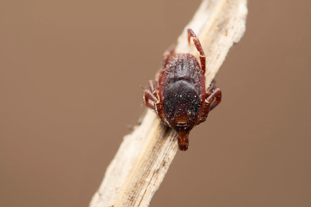 Die Zecke Hyalomma marginatum ist deutlich größer als die hierzulande üblicherweise vorkommende Zeckenart und kann Zecken-Fleckfieber auf den Menschen übertragen. Foto: