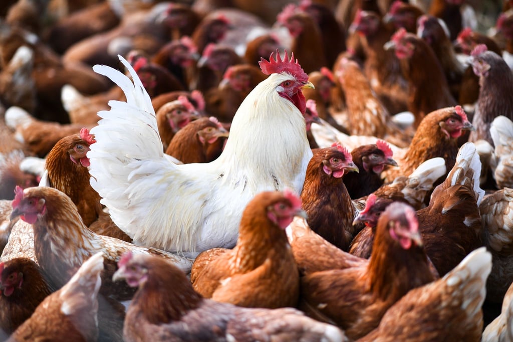 In den USA hat es neue Fälle von Vogelgrippe gegeben, bei denen das Virus von Geflügel auf Menschen überging.