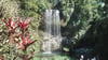 Die Millaa Millaa Falls gelten als einer der schönsten Wasserfälle in Down Under. (Archivbild)