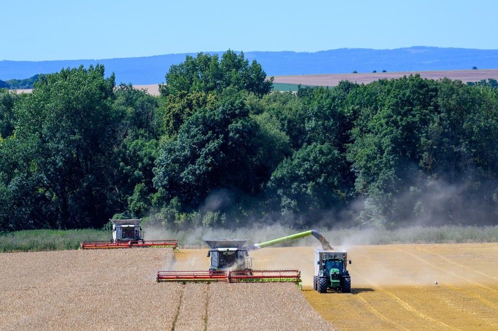 Eine erste Erntebilanz der Landwirte liegt deutlich hinter den Erwartungen zurück. (Archivbild)