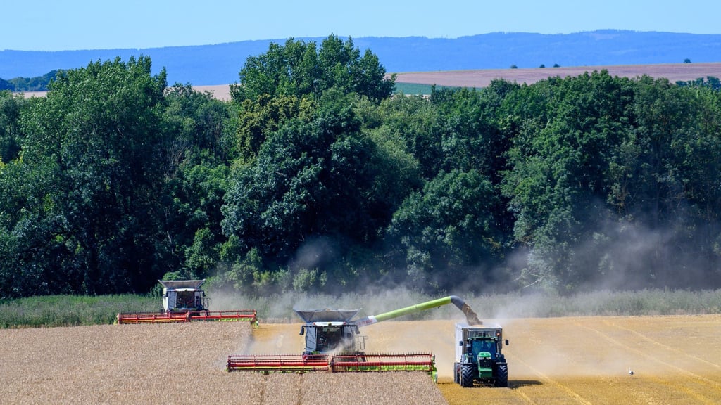 Eine erste Erntebilanz der Landwirte liegt deutlich hinter den Erwartungen zurück. (Archivbild)