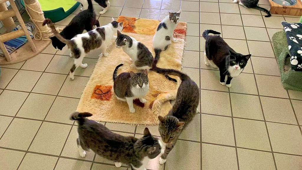 15 Katzen, die schon viel durchgemacht haben, aber ein freundliches und aufgeschlossenes Wesen besitzen, warten auf ein neues Zuhause.