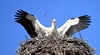 Diese Archivaufnahme zeigt einen Storch in seinem Horst in Lobitzsch bei Weißenfels. Die Großvögel sind durch Fremdkörper, die sie bei der Futtersuche aufnehmen, ernsthaft gefährdet.