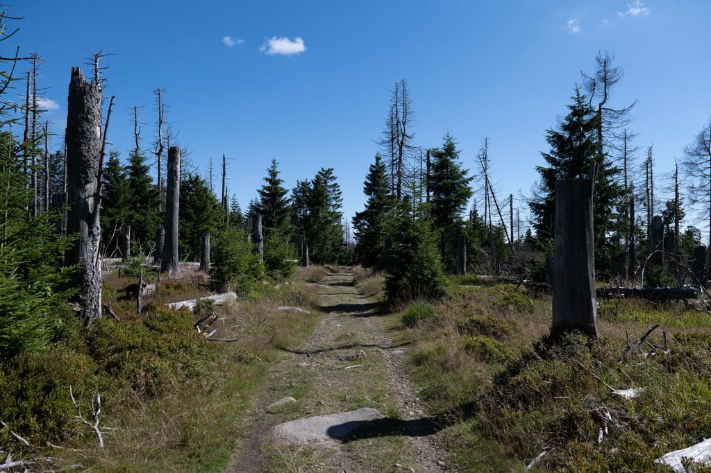 Viele Biotoptypen in Niedersachsen sind gefährdet - dazu gehören auch Moore und Wälder. (Symbolfoto)
