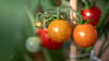 Aromatische Tomaten: Mit diesem Trick klappt es.