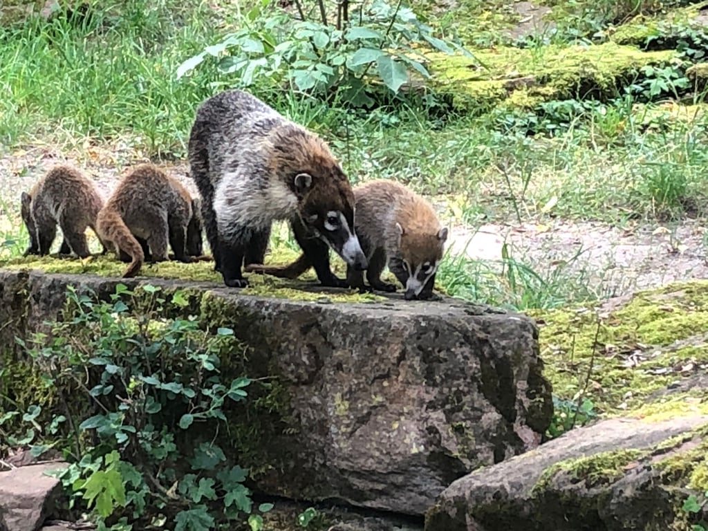 Unterwegs im Zoo Magdeburg: Die Mutter und ihre drei kleinen Weißrüssel-Nasenbären.