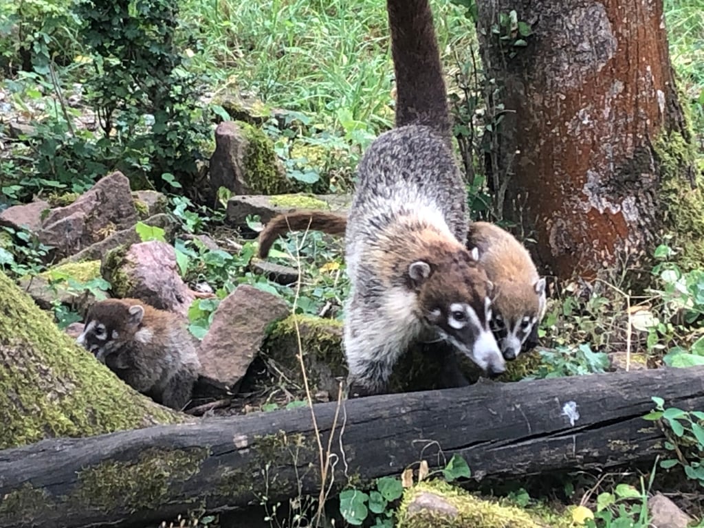 Gleich drei junge Weißrüssel-Nasenbären haben im Zoo Magdeburg das Licht der Welt erblickt.