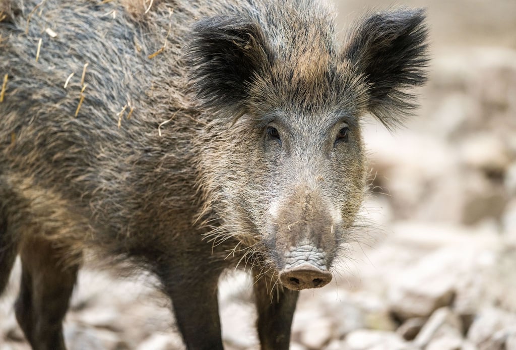 Wildschweine sind in der Stadt Braunlage unterwegs. (Archivbild)
